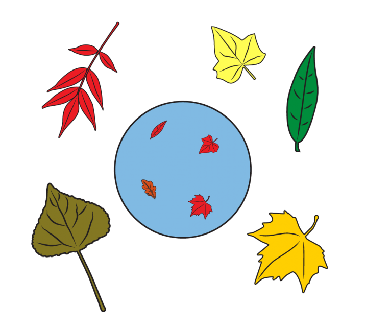 Inside the circle are 4 leaves. Each leaf has a different shape. Each leaf is small and red. Outside the circle are 5 leaves. Each leaf is a different shape and fall color. Each leaf is large.