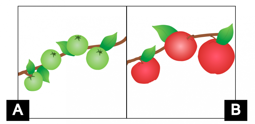 A. shows 4 small green apples and 4 green leaves on a branch. B. shows 3 big red apples and 3 green leaves on a branch.