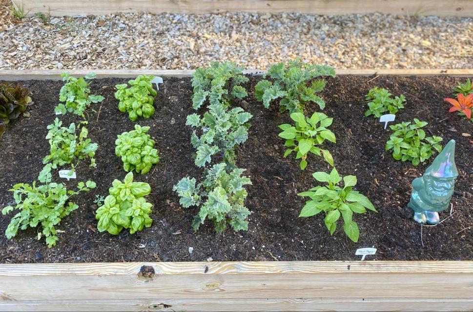 The garden has 3 rows and 5 columns. All of the plants in the first column are the same. All of the plants in the second column are the same. All of the plants in the third column, and 1 in the top row of the next column are the same. The remaining 2 plants in the fourth column are the same. The plants in the top 2 rows of the fifth column are the same. A gnome keeps watch in the bottom row of the fifth column.