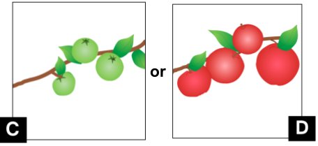C. shows 3 small green apples and 4 green leaves on a branch. D. shows 4 big red apples and 3 green leaves on a branch.