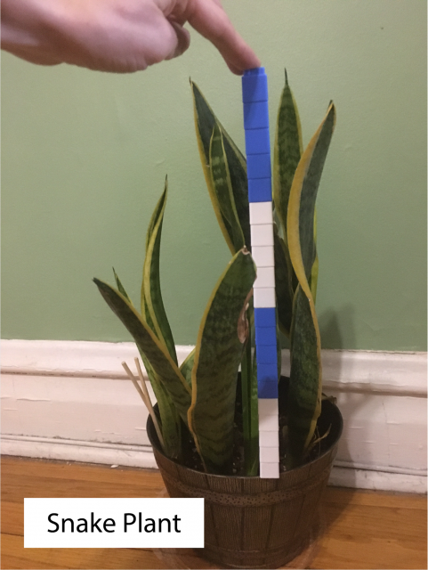 Measuring a snake plant with a cube train. The cube train has 2 sections of 5 white cubes and 2 sections of 5 blue cubes.