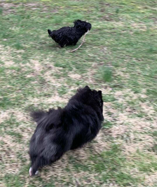 Los perros Coda y Baxter corren en el jardín.