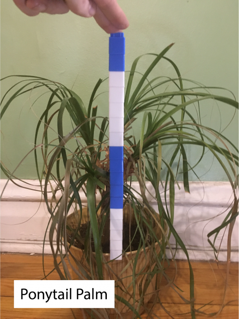 Measuring a ponytail palm with a cube train. The cube train has 2 sections of 5 white cubes, 1 section of 5 blue cubes, and 3 more blue cubes.