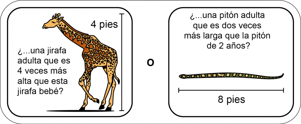 Una jirafa adulta que es 4 veces más alta que esta jirafa bebé de 4 pies. O una pitón adulta que es dos veces más larga que esta pitón de 2 años de 8 pies.