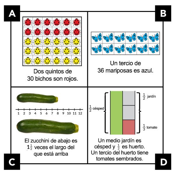 A. 5 filas de 6 insectos. Las primeras 2 filas tienen insectos rojos. Las últimas 3 filas tienen insectos amarillos. Dos quintos de 30 insectos son rojos. B. Dos filas de seis mariposas. Todas las mariposas son azules. Un tercio de 36 mariposas es azul. C. Dos zucchinis, que miden 8 y 12 en una recta numérica. El zucchini de abajo es 1 y 1 medio más largo que el que está arriba. D. Un medio de un área verde es césped y 1 medio es huerto. Un tercio del huerto tiene tomates sembrados.