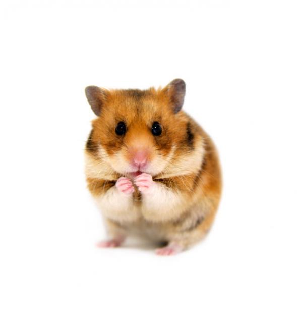 An adorable hamster named Peanut.