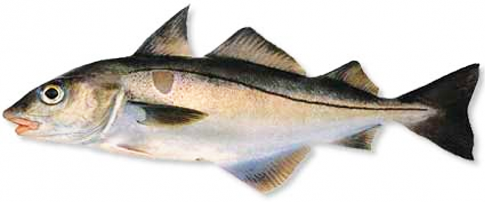 A fish called a haddock.